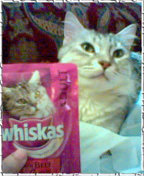 I am the whiskas cat!ain't I?!